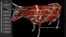 Game screenshot 3D Bovine Anatomy apk