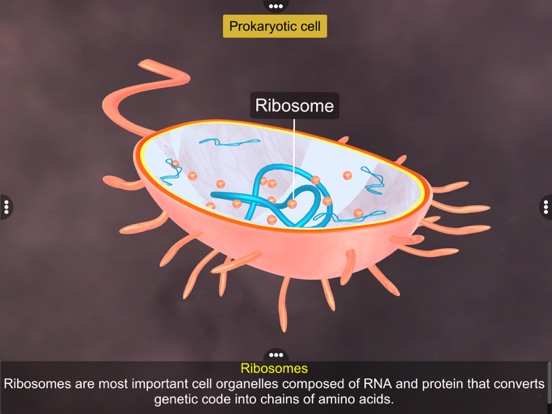 Screenshot #6 pour Prokaryotic & Eukaryotic cell