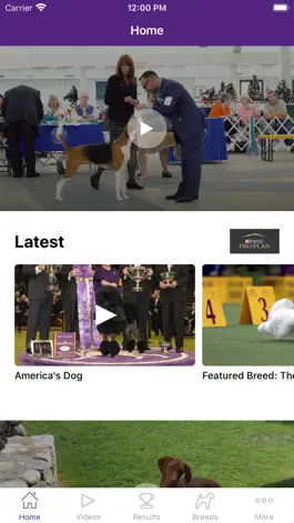 Game screenshot Westminster Dog Show mod apk