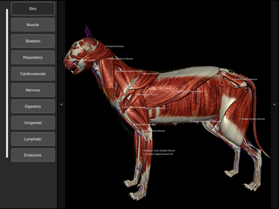 Screenshot #6 pour 3D Cat Anatomy