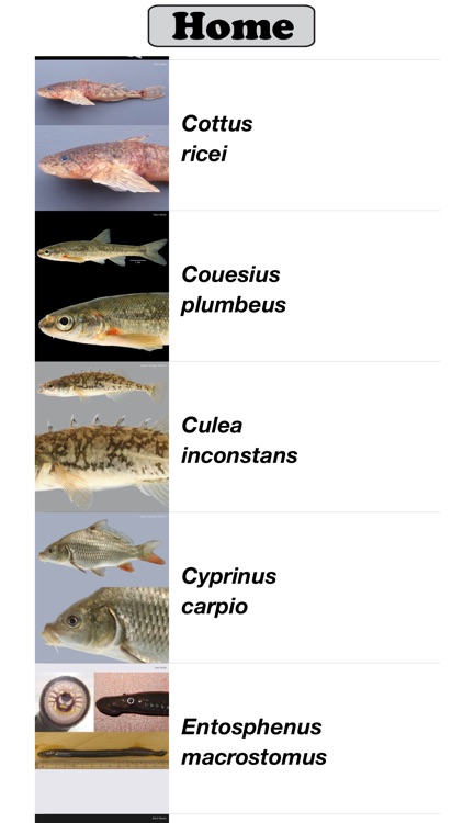 Fish Sorter