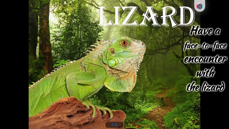 Happy Life of Lizard