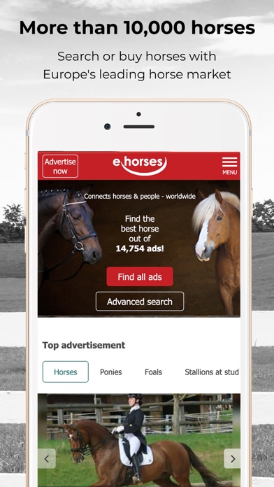 ehorses Screenshot