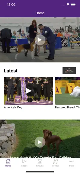 Game screenshot Westminster Dog Show mod apk