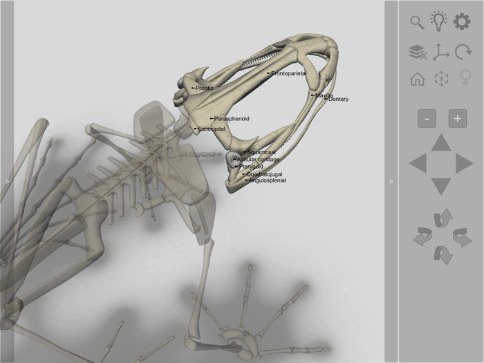 3D Frog Skeleton