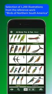 all birds trinidad and tobago problems & solutions and troubleshooting guide - 4