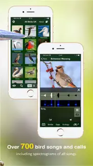 all birds uk - the photo guide iphone screenshot 3