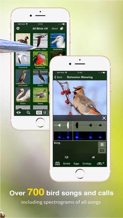 Screenshot #3 pour All Birds UK - the Photo Guide