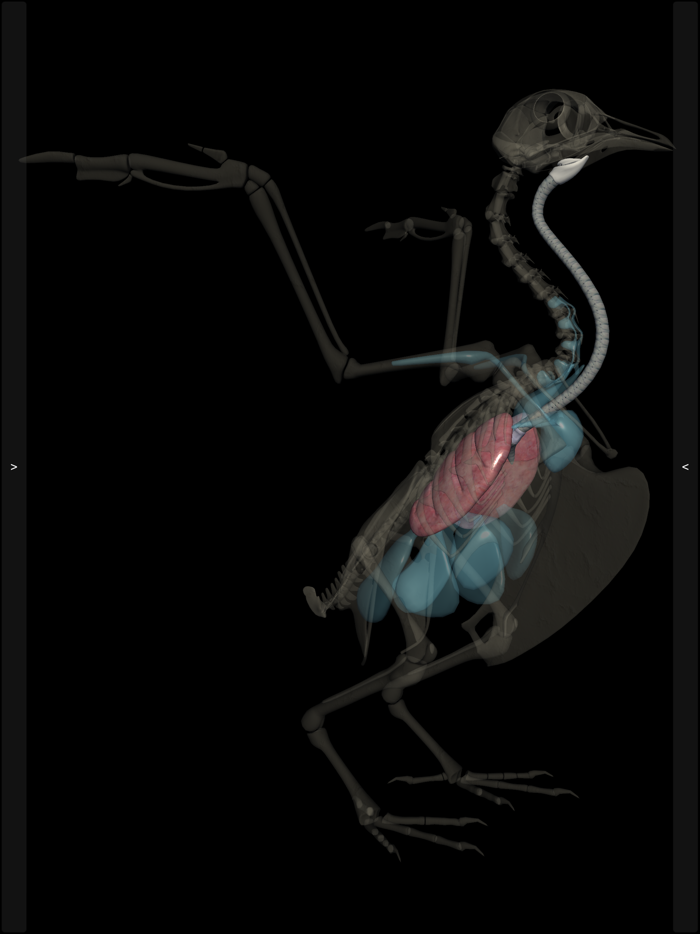 3D Bird Anatomy