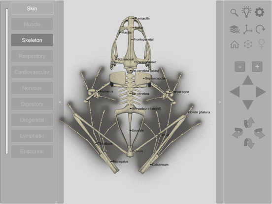 Screenshot #6 pour 3D Frog Skeleton