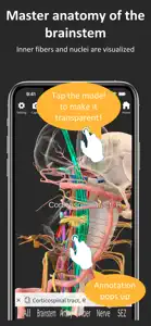 Brainstem and SEZ anatomy screenshot #1 for iPhone