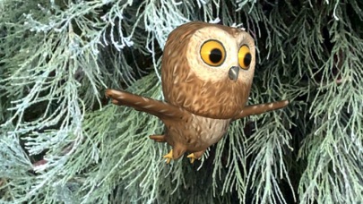 Rocky Owl AR Screenshot