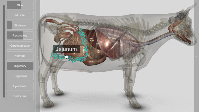 3D Bovine Anatomy