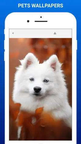 Game screenshot Pets Wallpapers apk