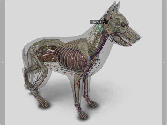 Screenshot #6 pour 3D Canine Anatomy