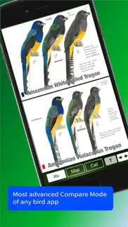 all birds trinidad and tobago problems & solutions and troubleshooting guide - 2