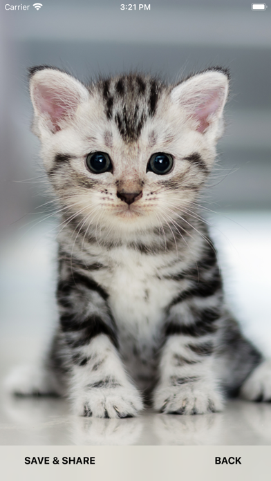 Cute Cat HD Wallpapers Screenshot
