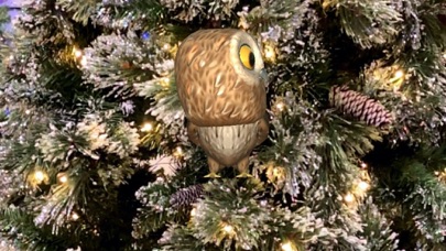 Rocky Owl AR Screenshot