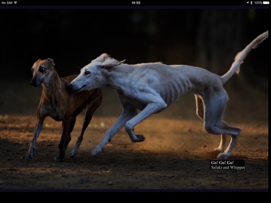 Screenshot #6 pour Moment - Time of dogs.