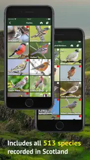 all birds scotland photo guide iphone screenshot 3