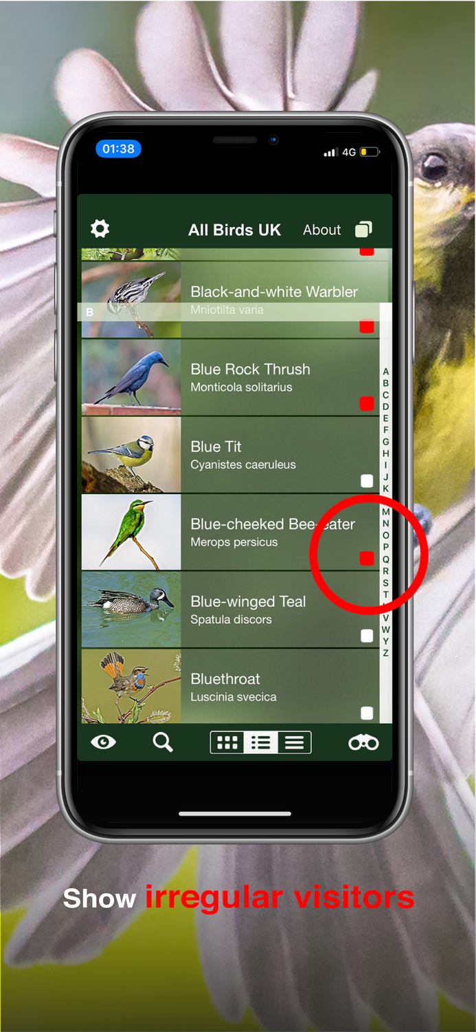 All Birds UK - the Photo Guide