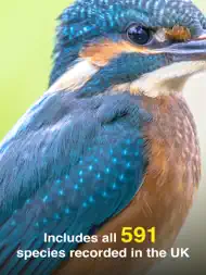 All Birds UK - the Photo Guide ipad bilder 1
