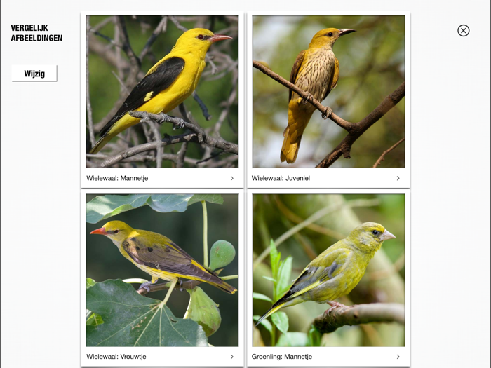 Pocket Bird Guide Netherlands