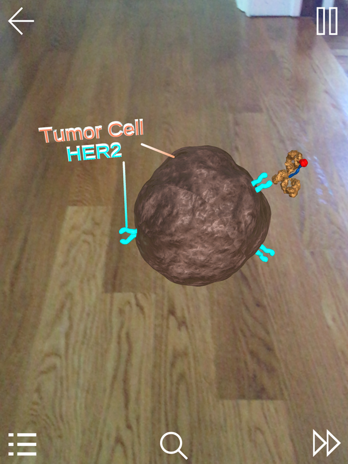 HER2-Targeted Therapy