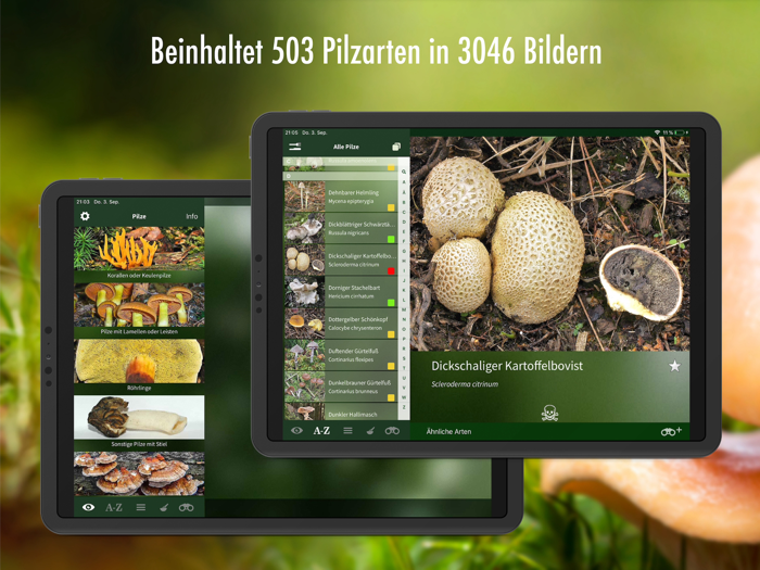 Pilzführer Deutschland Pilze