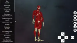 Game screenshot Learn Muscular System apk