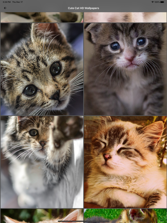 Screenshot #4 pour Fond d'écran Cute Cat HD
