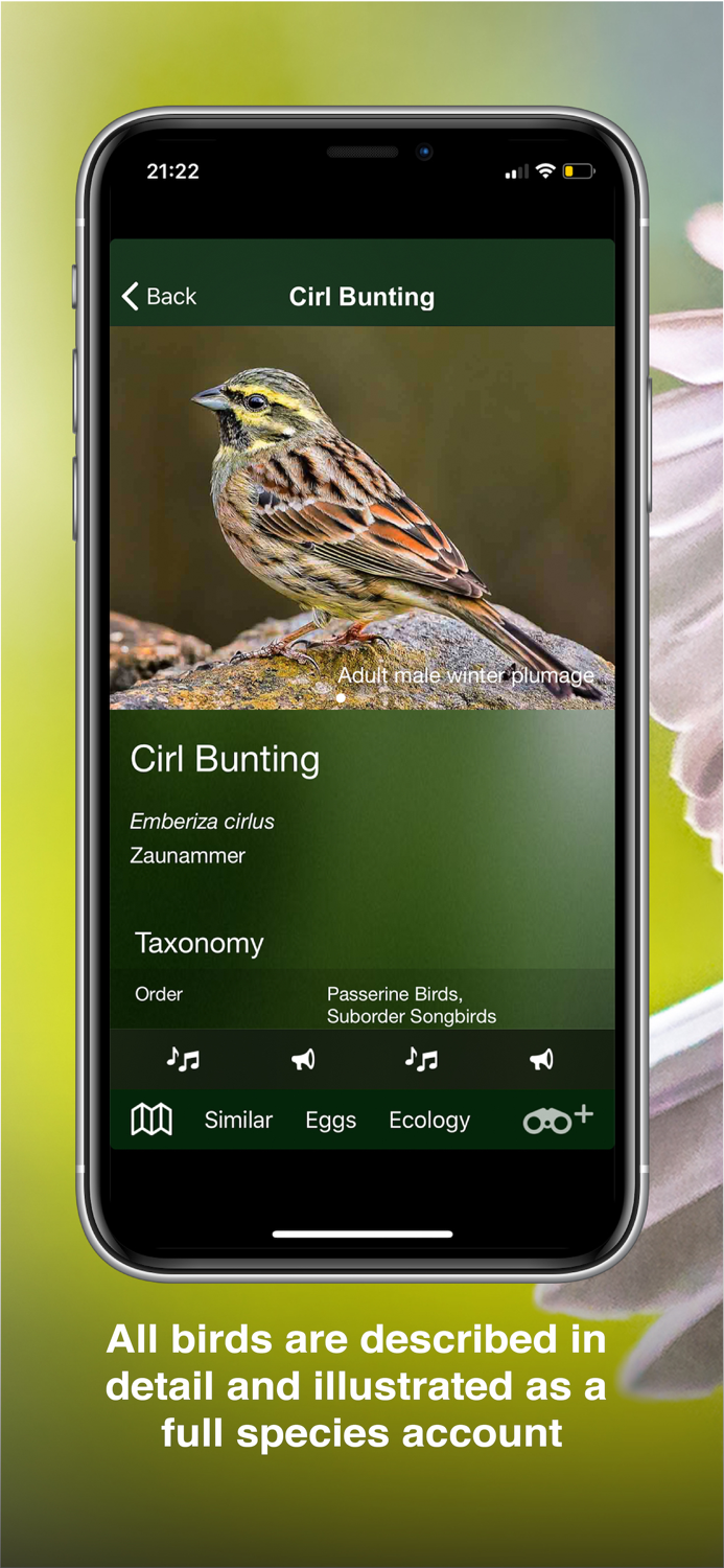 All Birds UK - the Photo Guide