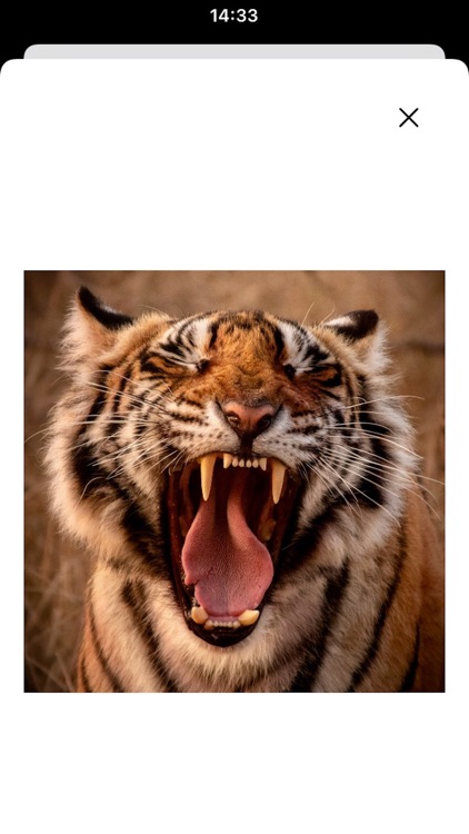 Junumble - Slide screenshot-6