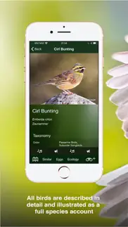 all birds uk - the photo guide iphone screenshot 4