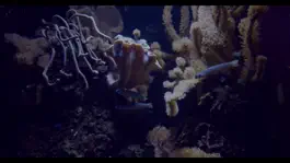 Game screenshot Live Deep Aquarium 4k:Deep Sea apk