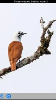 costa rica birds problems & solutions and troubleshooting guide - 4