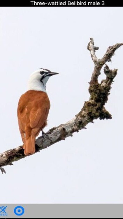 Costa Rica Birds screenshot-3