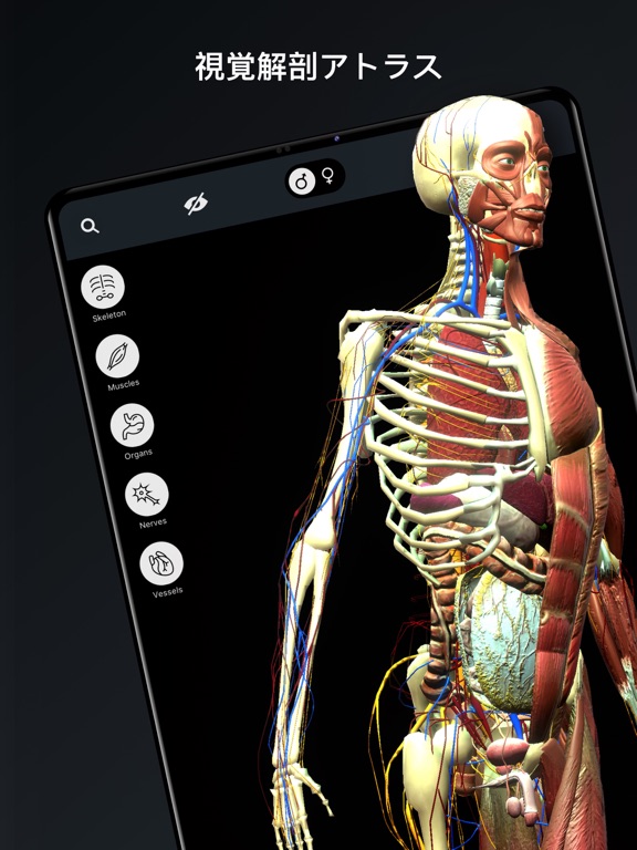 人体解剖・アトラス 3D：筋肉と骨格のおすすめ画像1