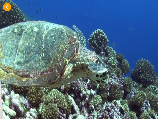 Screenshot #5 pour Rolf Cycle de vie