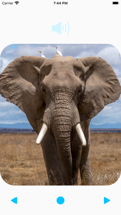 Animal Sounds Player Screenshot