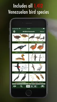 All Birds Venezuela - guide iphone bilder 2