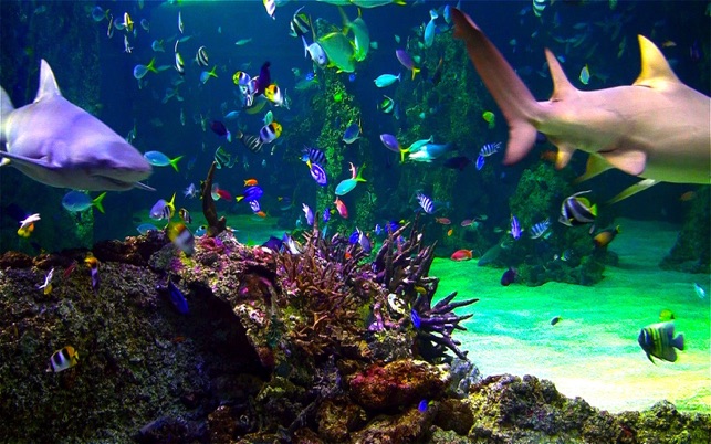Aquarium Live HD screensaver on the Mac App Store