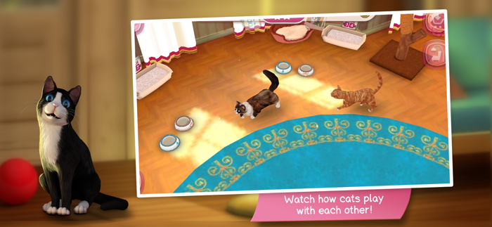 CatHotel - Play with Cute Cats