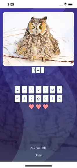Game screenshot Bird Quiz - Name the Bird! mod apk