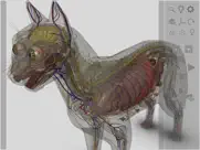 3d cat anatomy ipad images 2
