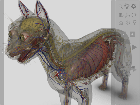 Screenshot #5 pour 3D Cat Anatomy