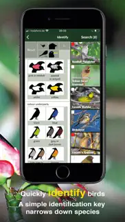 all birds pr -> antigua iphone screenshot 2