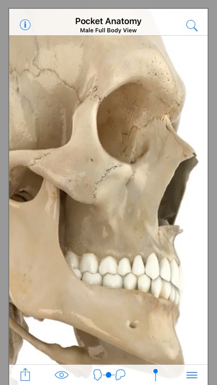 Pocket Anatomy screenshot-0