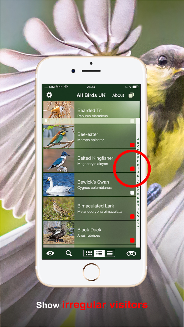 All Birds UK - the Photo Guide