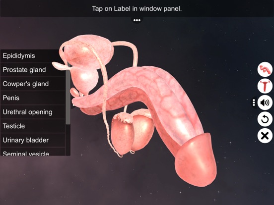 Screenshot #6 pour Human Reproductive System